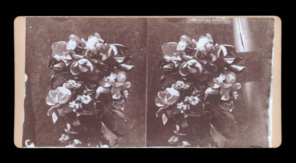 Orange Blossoms.