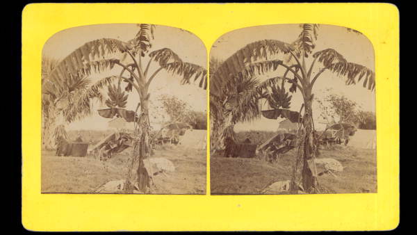 Banana tree