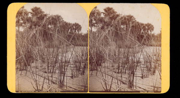 Bulrushes, St. Johns River, Florida.