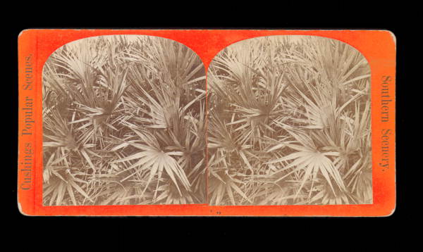 Scrub palmetto