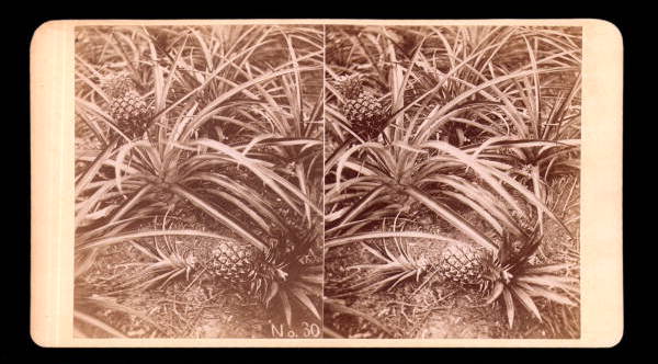 Looking at pineapples - Palm Beach, Florida