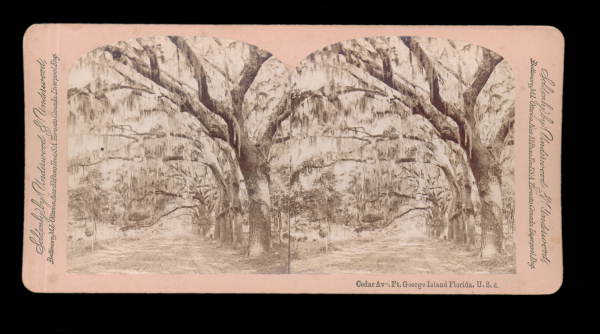 Cedar Ave, Fort George Island Florida, U.S.A.