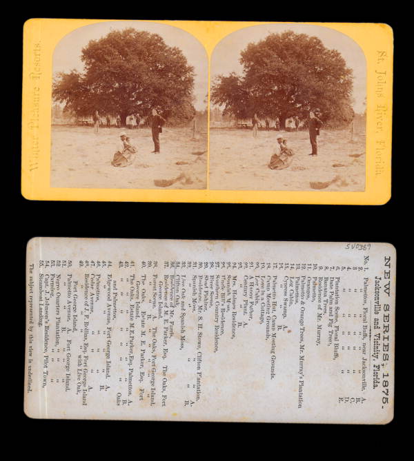 Clifton Oak.