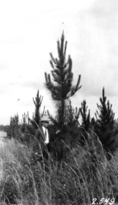 Slash pine planted February 1930