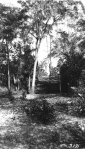 Fire line through dense swamp.