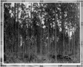 Thinned one-acre plot