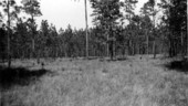 Slash pine forest and open spaces to be planted