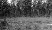View of area before planting