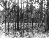 Check plot of pine stand