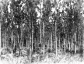 Thinned half-acre plot