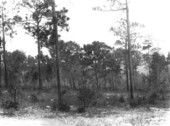 Howey Academy forest