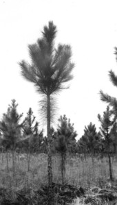 Improperly pruned slash pine