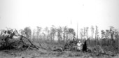 East half of "40" marked silviculturally