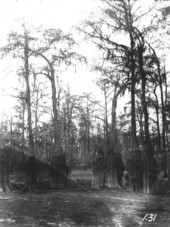 Cypress trees seen below the water level