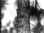 Young slash pine pruned two years ago