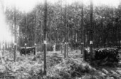 Thinned plot showing cordwood