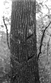 Chipping red gum for storax