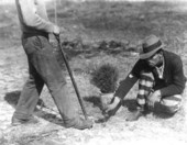 Steps in tree planting with a dibble