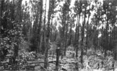 Thinned plot