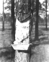 Turpentine face on pine tree