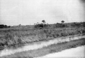 The Everglades