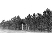 Tree plantation of Cummer Sons Cypress Company