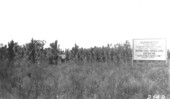 Slash pine plantation