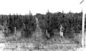 Slash pine planted February 1930