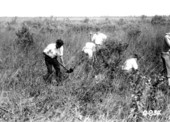 Planting exotics in the Everglades