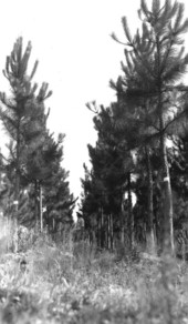 Pruning plots in 1930 plantation