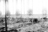 Thinned plot