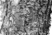 Detail of bark of black birch.