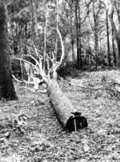 Boys sitting on hickory tree log left by wasteful logging operation.