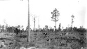 Cattle grazing in pinelands