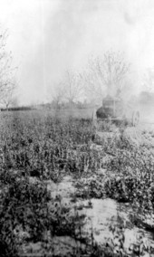 Tractor tilling field of australian peas - Walton County, Florida