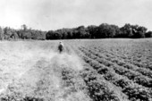 Man spraying field