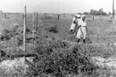 Women harvesting peanuts
