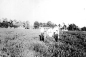 Three men and two children standing in a field of austrian peas - Campbellton, Florida