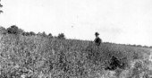 Man standing in a field of crotalaria - Brevard County, Florida.