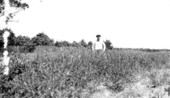 Man standing in field of crotalaria - Brevard County, Florida.