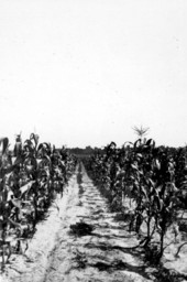 Corn and peanuts field experiment
