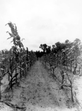 Experimental corn