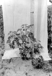 Sea Island cotton and upland cotton plants