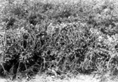 Peanuts ready to harvest