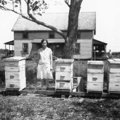 Beehives at Cook's Apiary - LaBelle, Florida