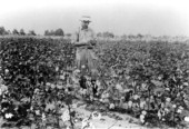 Opening cotton