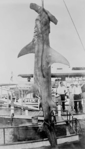 Hammerhead shark hanging by rope