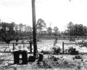Satsuma orange grove at Baycroft - Eastpoint, Florida.