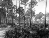 Road to school - Eastpoint, Florida