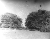 Large shade trees and picket fence